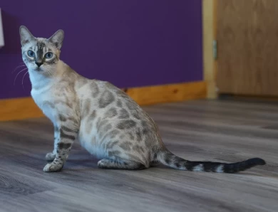 Eclypse Bengal