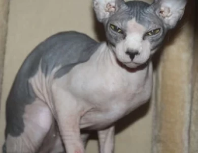 Calypso Sphynx