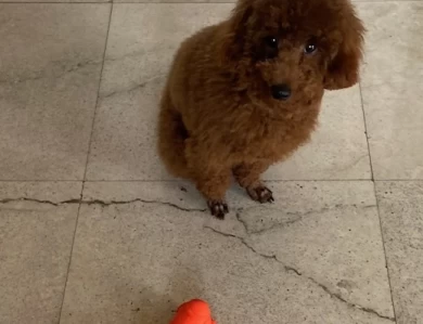 Troy Toy Poodle