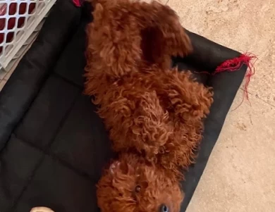 Troy Toy Poodle