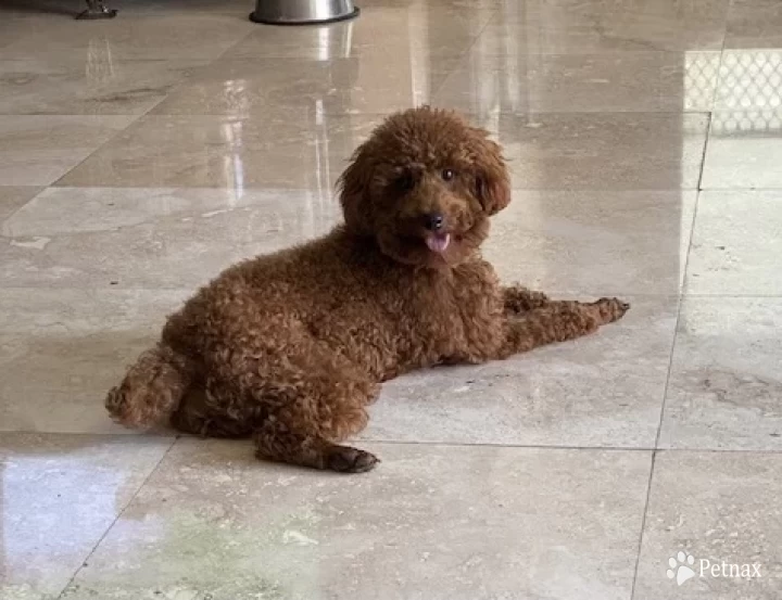 Troy Toy Poodle