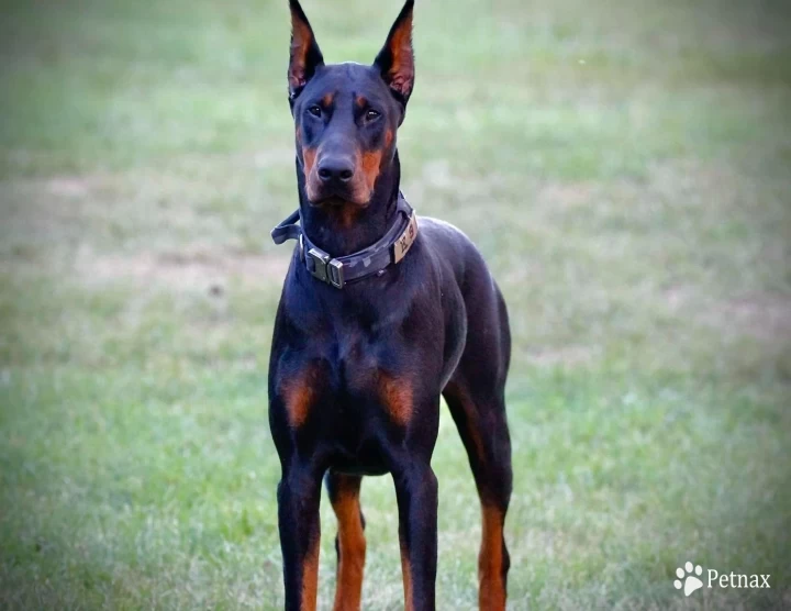 Stella Doberman Pinscher