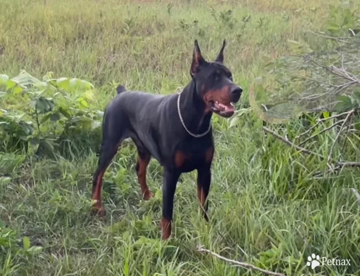 Luka Doberman Pinscher