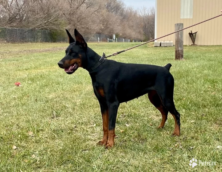 Flora Doberman Pinscher