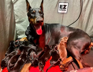 Female Black & Rust Puppies for Sale