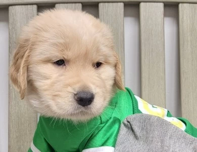 Furfeathers Goldens Golden Retriever