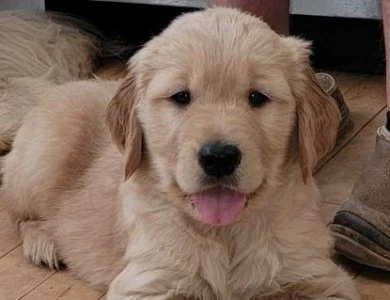 Furfeathers Goldens Golden Retriever