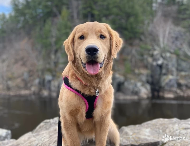 Oakley Golden Retriever