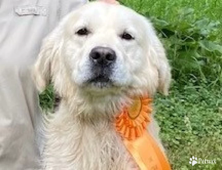 Gator Golden Retriever