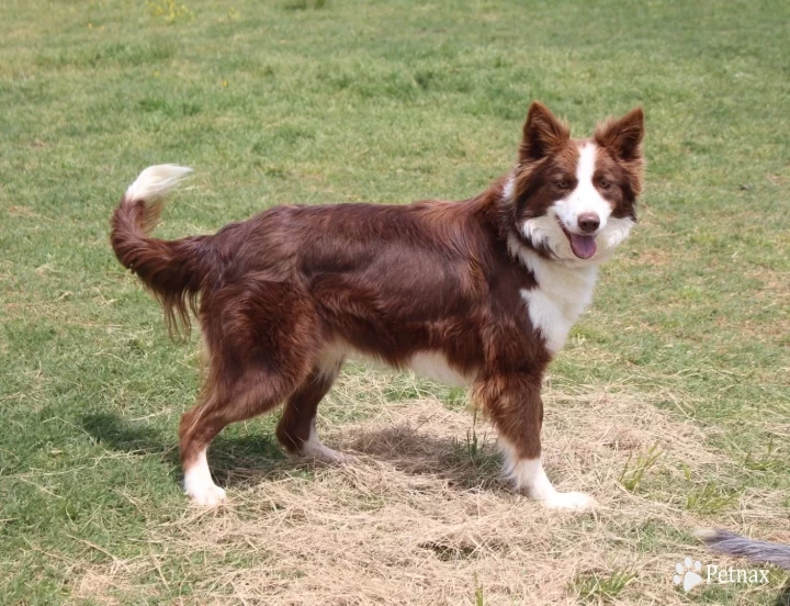 Carrie Border Collie