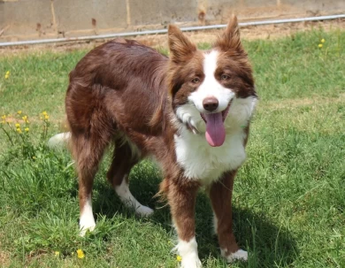 Carrie Border Collie