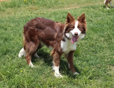 Carrie Border Collie