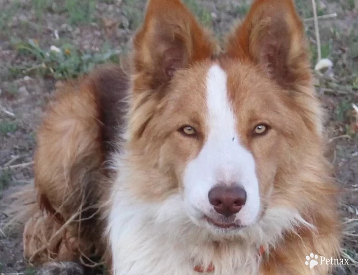 Chubbs Border Collie