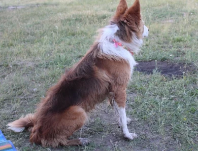 Chubbs Border Collie