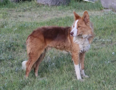 Chubbs Border Collie