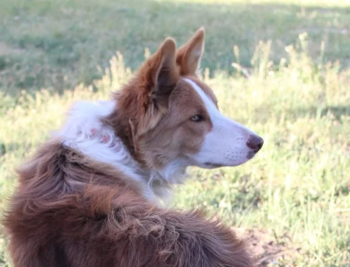 Chubbs Border Collie