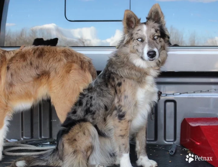 Jinx Border Collie