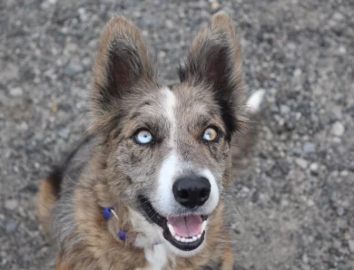 Jinx Border Collie