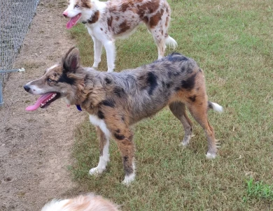 Jinx Border Collie