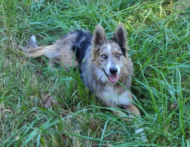 Jinx Border Collie