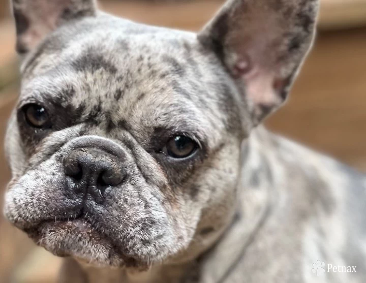 Indigo French Bulldog