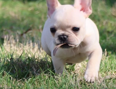 Star French Bulldog