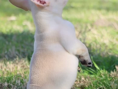 Star French Bulldog