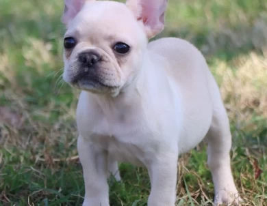 Star French Bulldog