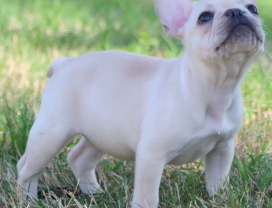 Star French Bulldog