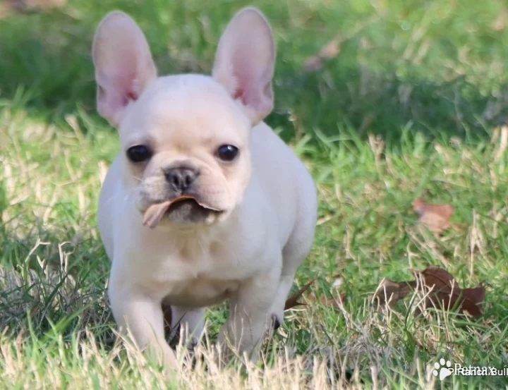 Star French Bulldog