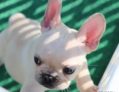 Star French Bulldog