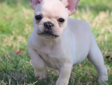 Star French Bulldog