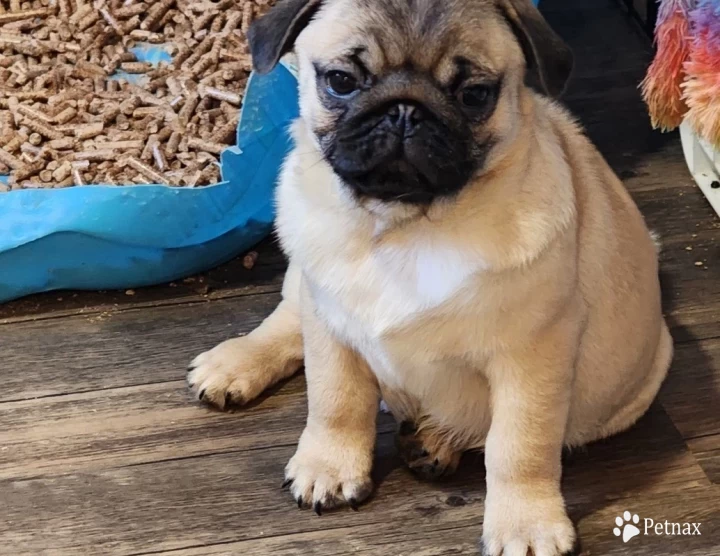 Male 1 Pug