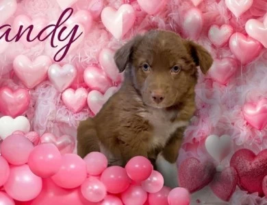 Candy Australian Shepherd