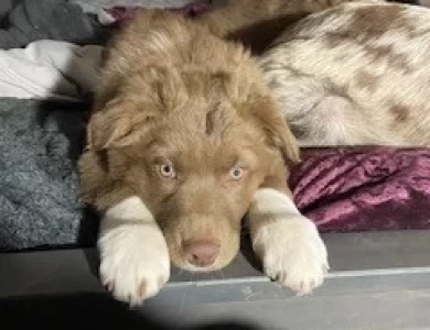 Buttercup  Australian Shepherd