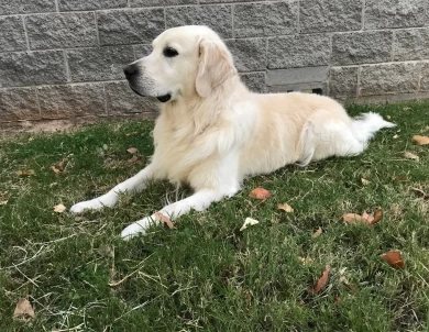 Marley Golden Retriever