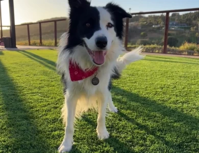 Sonic Border Collie