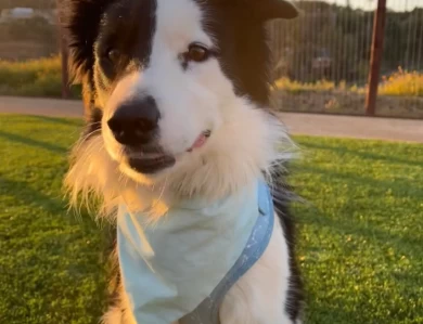 Sonic Border Collie