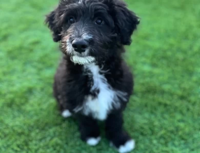 Graham  Border Collie