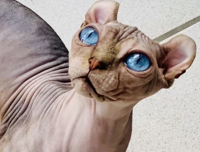 Lux Sphynx Cattery