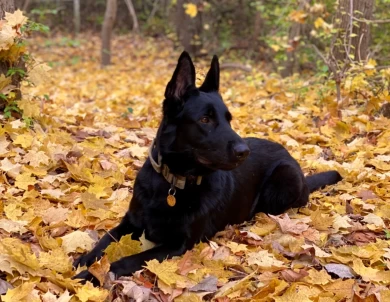 Leia German Shepherd