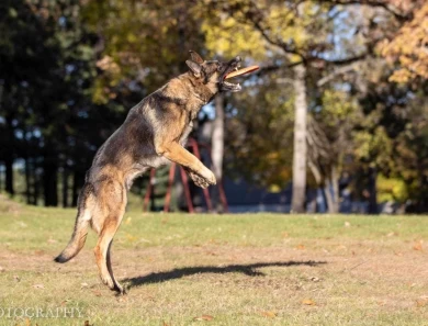 Hiccup German Shepherd