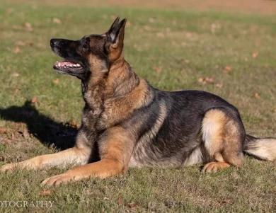 Hiccup German Shepherd