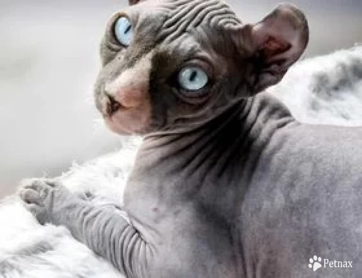 Conall Sphynx