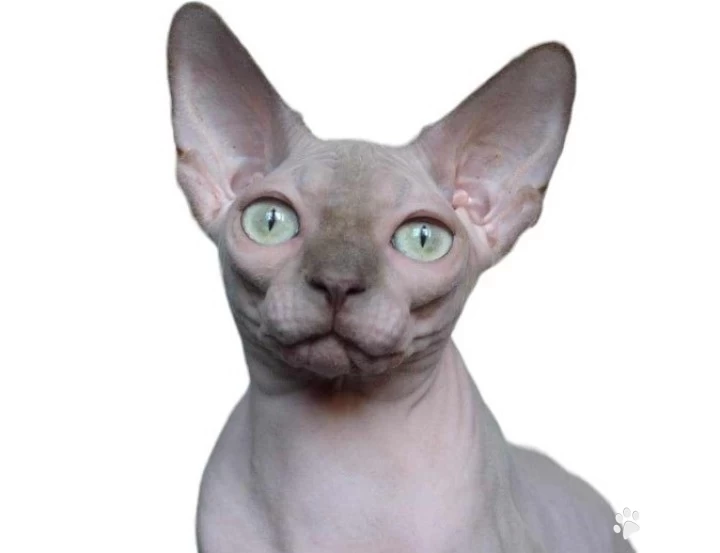 Tahra Sphynx