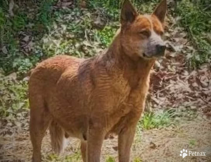 Elle's Bells Australian Cattle Dog