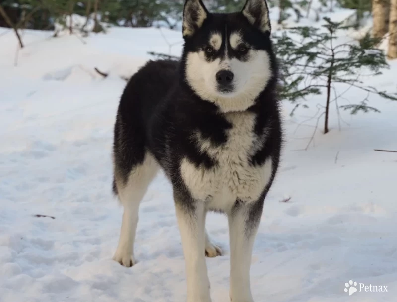 Imogen Siberian Husky