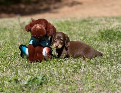 Toby Dachshund