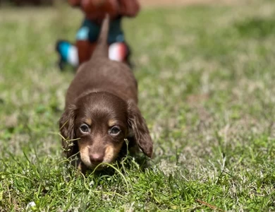 Toby Dachshund