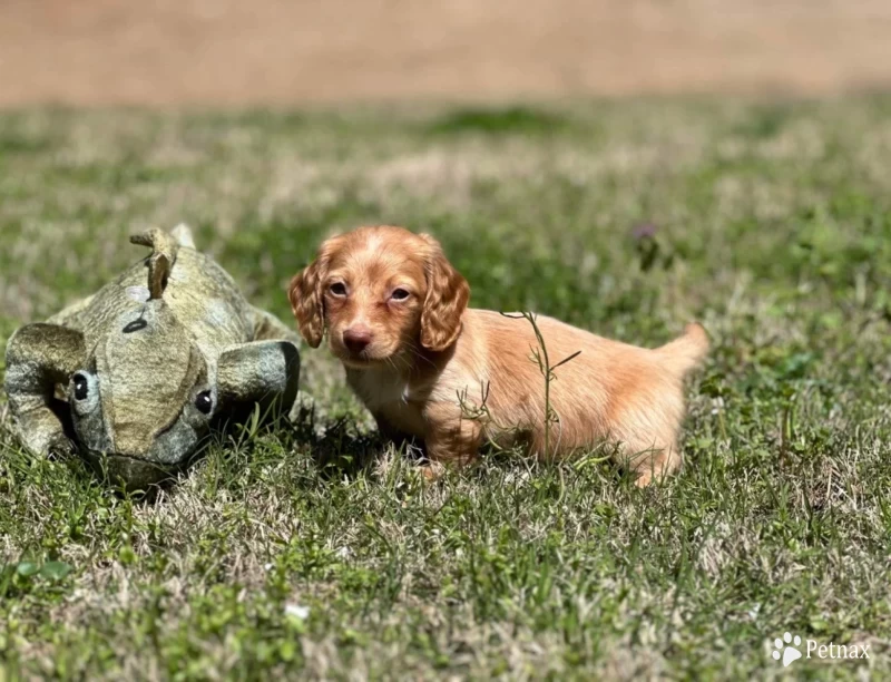 Elvis Dachshund